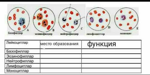 Изучите картинку ,запишите где он будет находится , и опишите его функцию мне с вопросом ​