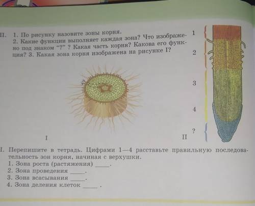 II. 1. По рисунку назовите зоны корня.2. Какие функции выполняет каждая зона? Что изображе- 1но под