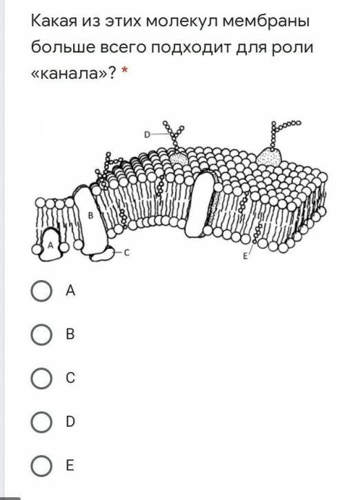 Какая из этих молекул мембраны больше всего подходит для роли «канала»? * ребят кто расбирается в би