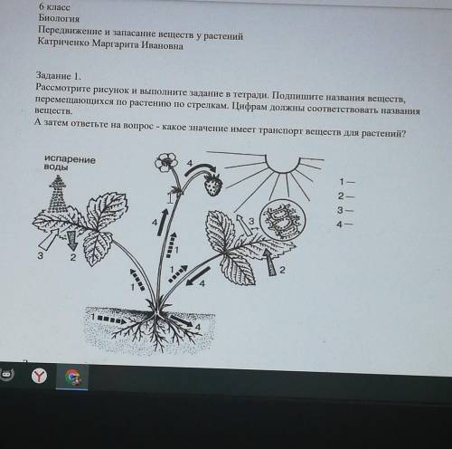 Задание 1. Рассмотрите рисунок и выполните задание в тетради. Подпишите названия веществ,перемещающи