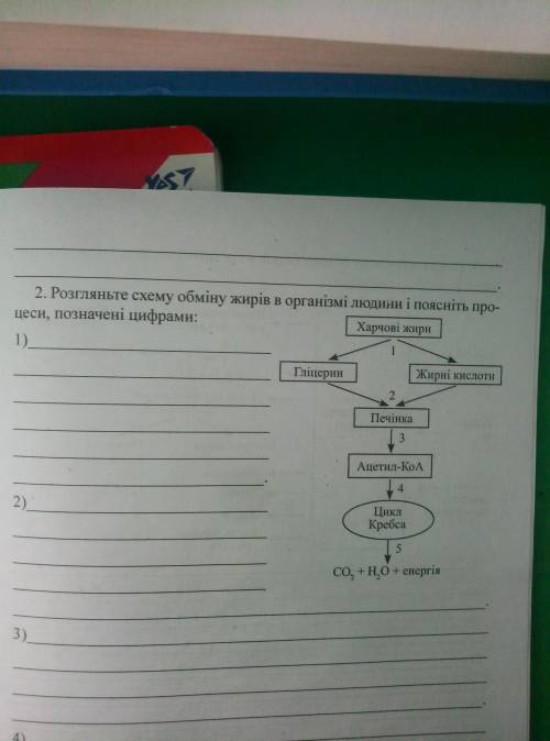 Розгляньте схему обміну жирів в організмі людини і поясніть процеси, позначені цифрами. Завчасно дяк