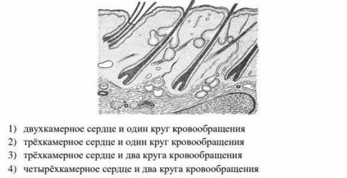 Если в процессе эволюции у животного сформировалисьь кожные покровы , изображенные на рисунке , то е