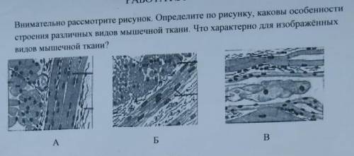 Внимательно рассмотрите рисунок. Определите по рисунку, каковы особенности строения различных видов