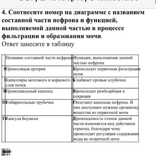 Соотнесите номер на диаграмме с названием составной части нефрона и функцией, выполняемой данной час