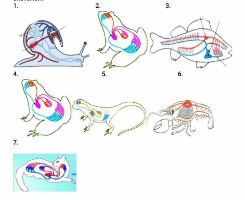 Определите, по рисунку животных с замкнутой и незамкнутой кровеносной системой