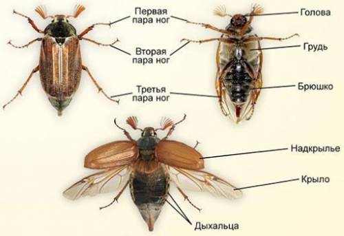 Внешнее строение майского жука