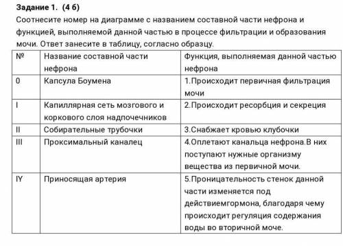 Задание 1. (4 б) Соотнесите номер на диаграмме с названием составной части нефрона и функцией, выпол