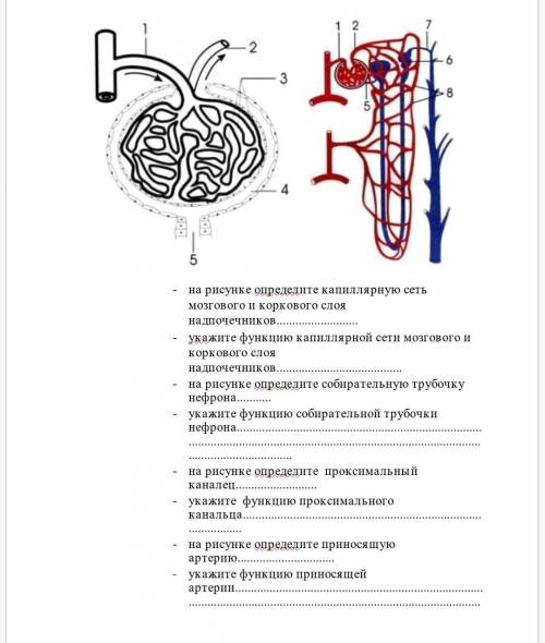 лёгкое задание Задание 3. - на рисунке определите капиллярную сеть мозгового и коркового слоя надпоч