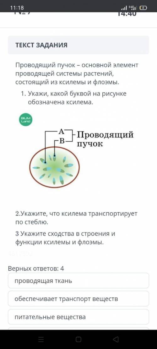 ТЕКСТ ЗАДАНИЯ Проводящий пучок-основной элемент проводящей системы растений, состоящий из ксилемы и