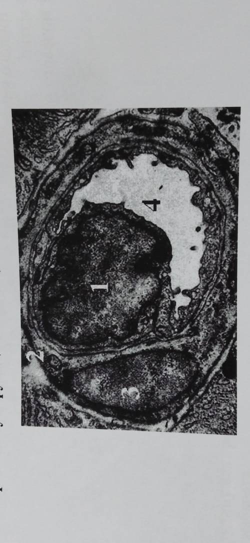 На иллюстрации показан поперечный срез капилляра. 1- ядро клетки эндотелия, 4- просвет капилляра. Кл