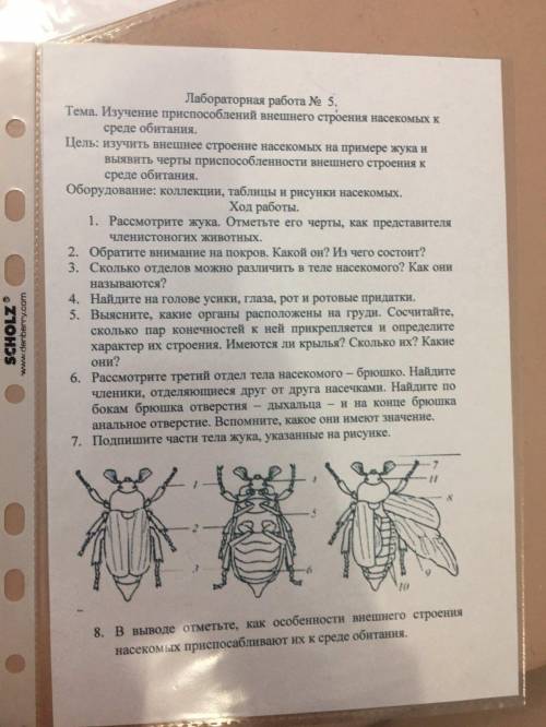 От с лабораторной работой по биологии