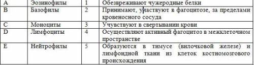 3. Установите соответствие между типами лейкоцитов и их функцией.