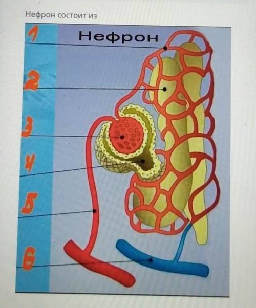 Из чего состоит нефрон на рисунке под номерами