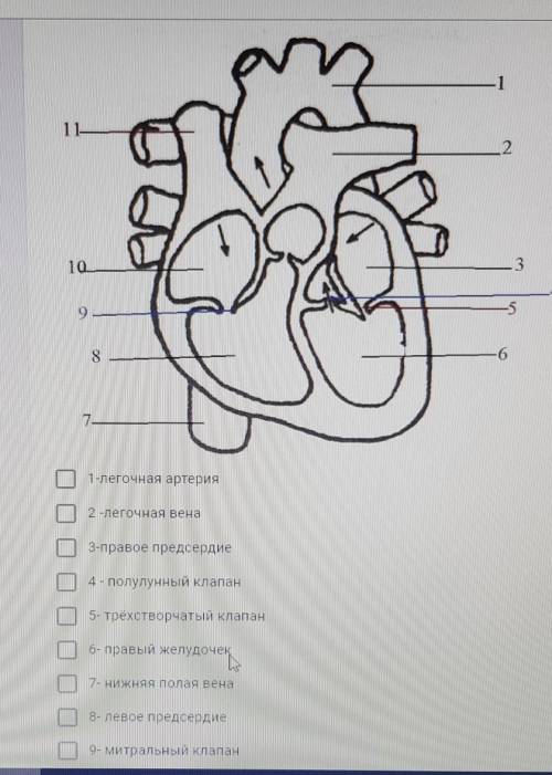 Укажите верно подписанные подписи к рисунку «Строение сердца человека»123456789​