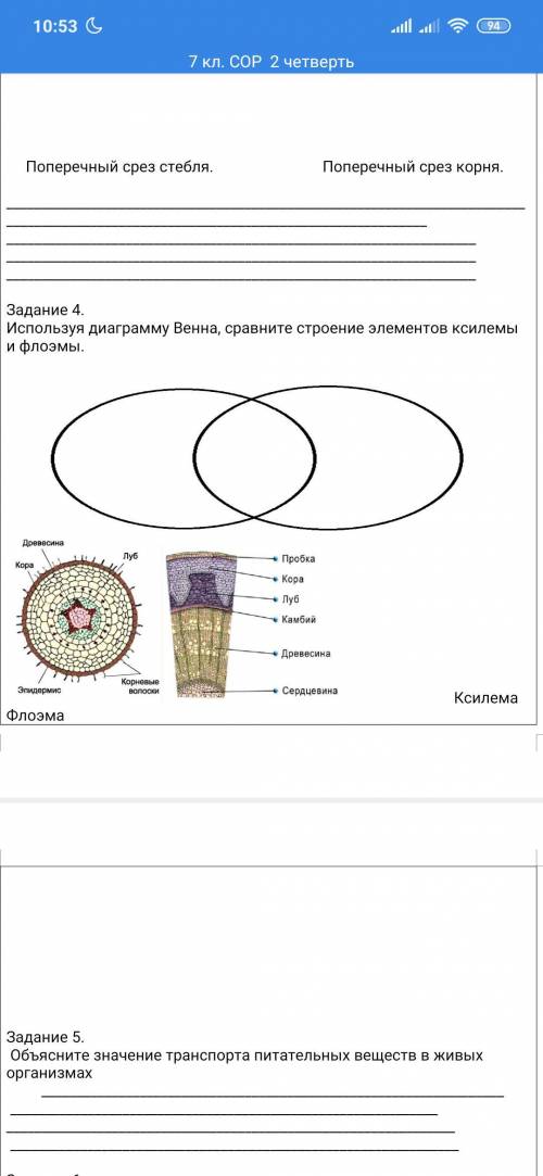 Используя диаграмму Венна, сравните строение элементов ксилемы и флоэмы.