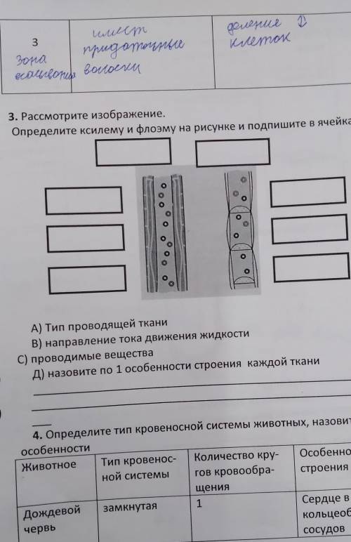 определите ксилему и флоэму на рисунке и подпишите в ячейках это по биологии я случайно нажала геогр