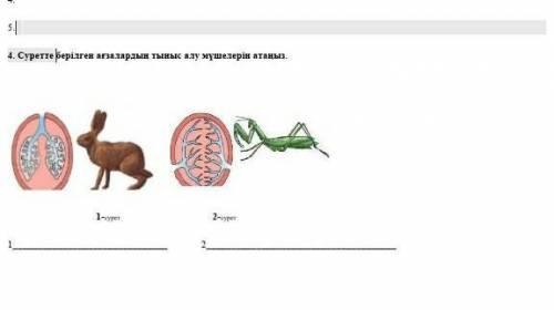 4. Суретте берілген ағзалардың тыныс алу мүшелерін атаныз. 1-ypes 2-cyper​