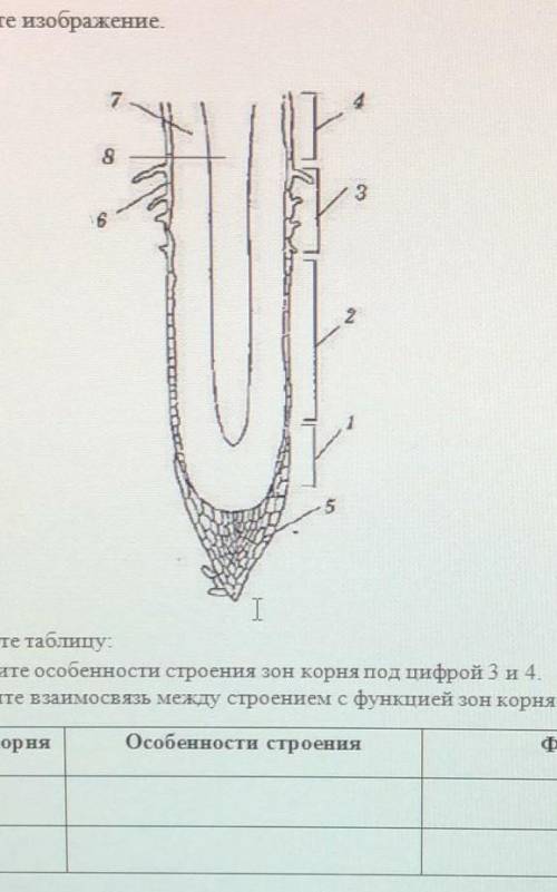 2. Рассмотрите изображение. (а) Заполните таблицу:(i)    Опишите особенности строения зон корня под