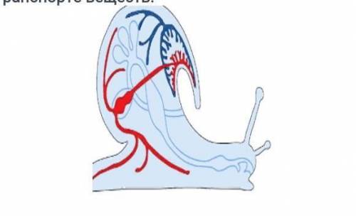 У МЕНЯ СОР ДОЮ Выбери верные утверждения о значении кровеносной системы брюхоногие моллюски в трансп