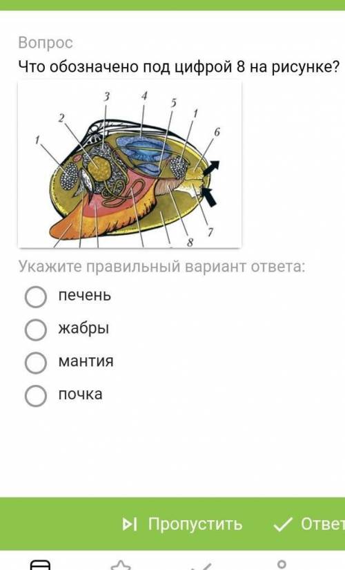 Что обозначено под цифрой 8 на рисунке?​