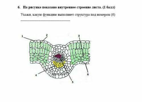 На рисунке показано внутреннее строение листа. ( ) Укажи, какую функцию выполняет структура под номе