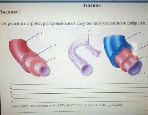 Определите структуры кровеносных сосудов под указанными цифрами. 1___2___3___4___5___6___7___8___​