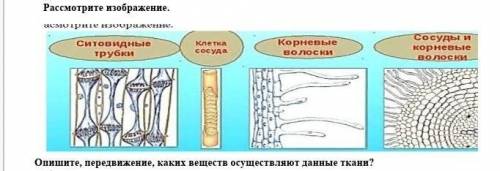 Рассмотрите изображение. Опишите, передвижение, каких веществ осуществляют данные ткани