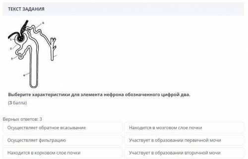 Выберите характеристики для элемента нефрона обозначенного цифрой два.