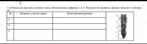 Используя рисунок, назовите зоны название участка корнявыполняемая функция умоляю ​