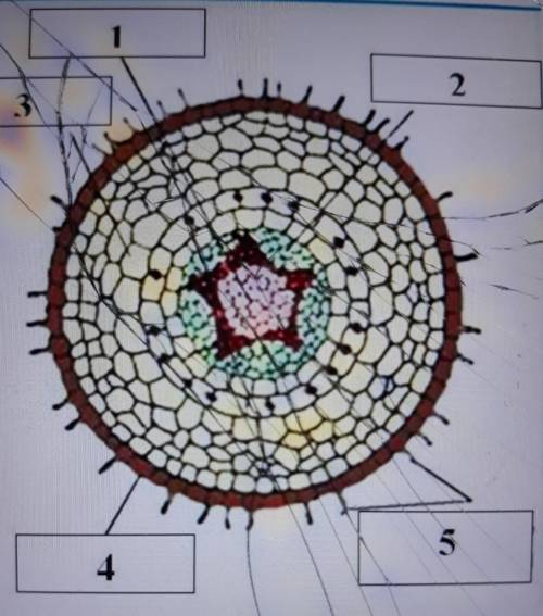 Рассмотрите рисунок Внутреннее строение корня и определите подкакой цифрой находится ксилема235431