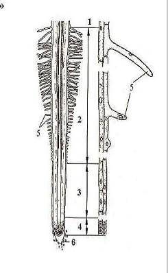 По рисунку определите, какая зона корня обозначена цифрой 3, назовите ее функцию. ​