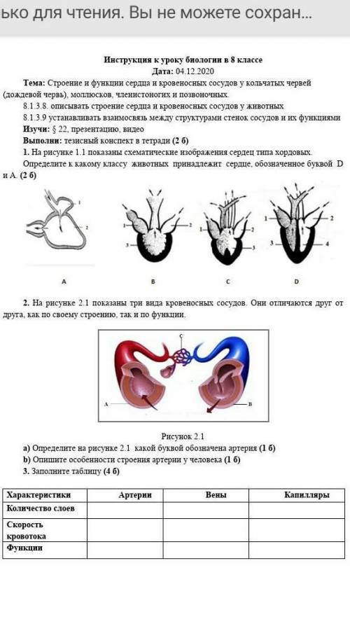 Строение и функции сердца и кровеносных сосудов у кольчатых червей (дождевой червь), моллюсков, член