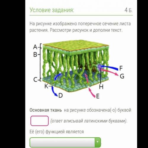 Надо найти основную ткань и указать ее функцию