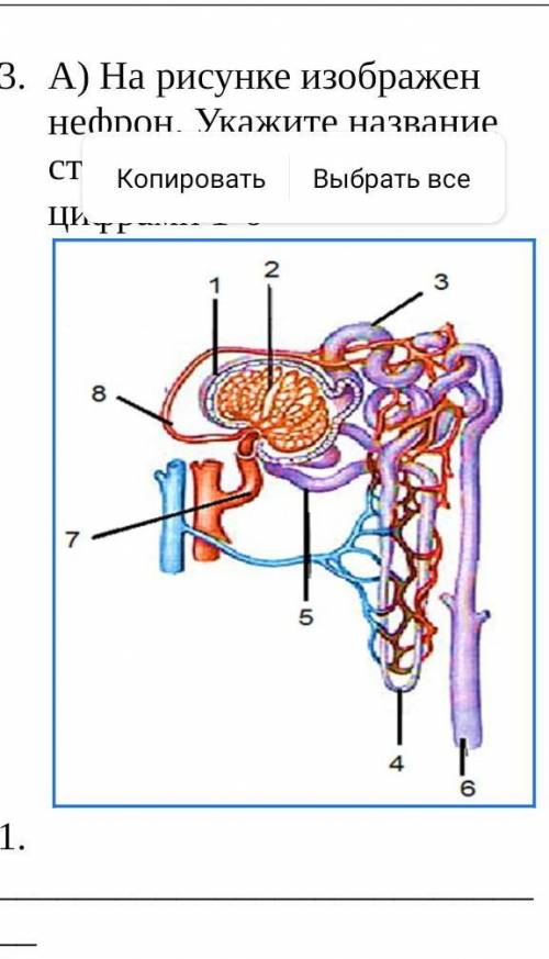 На рисунке изображен нефрон. Укажите название структур, обозначенных цифрами 1-6 ￼​