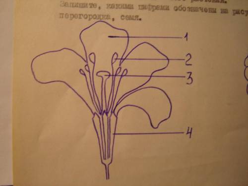 Укажите название плода растения изображённого на картинке