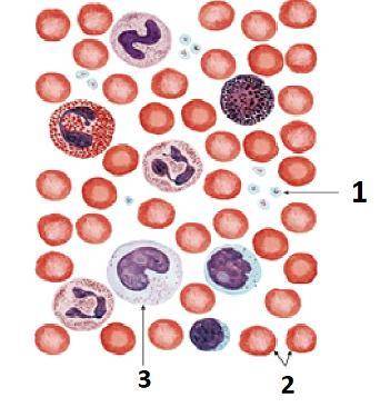 Рассмотрите рисунок микроскопического строения крови человека. Определите форменные элементы крови.