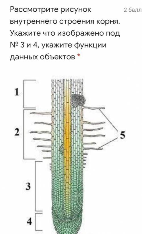 Рассмотрите рисунок внутреннего строения корня. Укажите что изображено под № 3 и 4, укажите функции