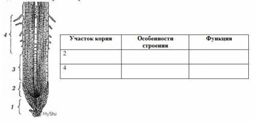 Задание 2. Рассмотрите изображение.Заполните таблицу «Строение корня». Укажите название участков кор