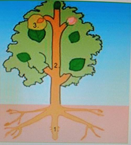 Describe the characteristics and significance of transport of substances in plants. . • Name the org