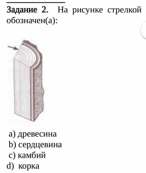 На рисунке стрелкой обозначен(а):а) древесинаb) сердцевинас) камбийd) корка​