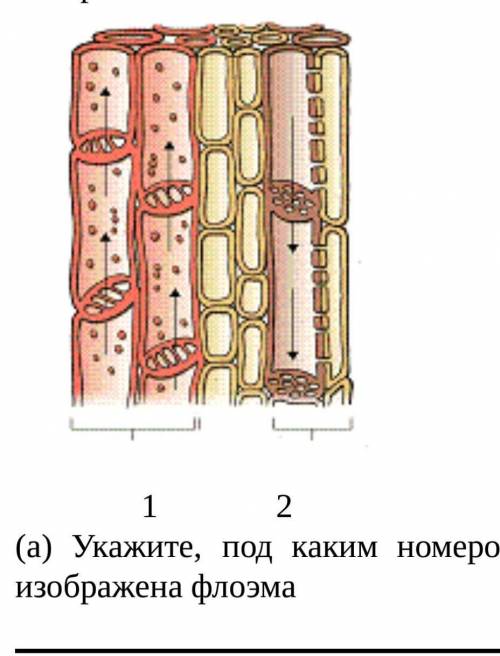 биология характеристики тканей, ткань : проводящаяА) Ксилема Б) Флоэма а) проводящая ткань представл