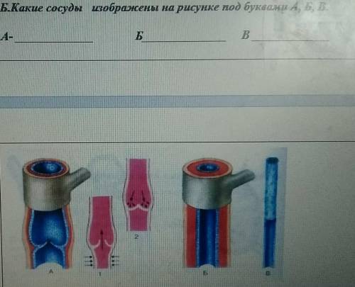 Какие сосуды изображены на рисунке под буквами:А,Б,В​