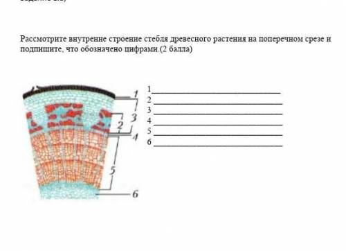 Рассмотрите внутренне строение стебля древесного растения на поперечном срезе и подпишите, что обозн