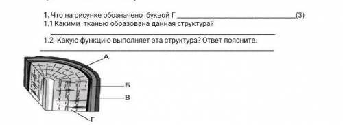 Что на рисунке обозначено буквой Г Какими тканью образована данная структура? Какую функцию выполняе