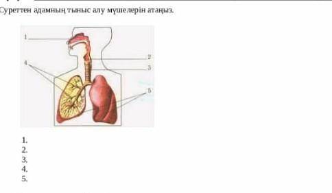 Суреттен адамнын тыныс алу мушелерiн атаныз