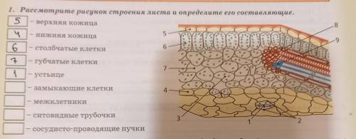 8 1. Рассмотрите рисунок строения листа и определите его составляющие....-верхняя кожица...-нижняя к