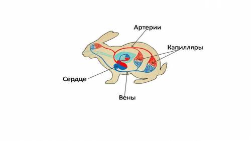 Опишите кровеносную систему животного, изображенного на рисунке.