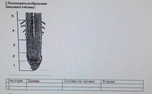 Рассмотрите изображение Заполните таблицу зоны корня особенности строения функции​