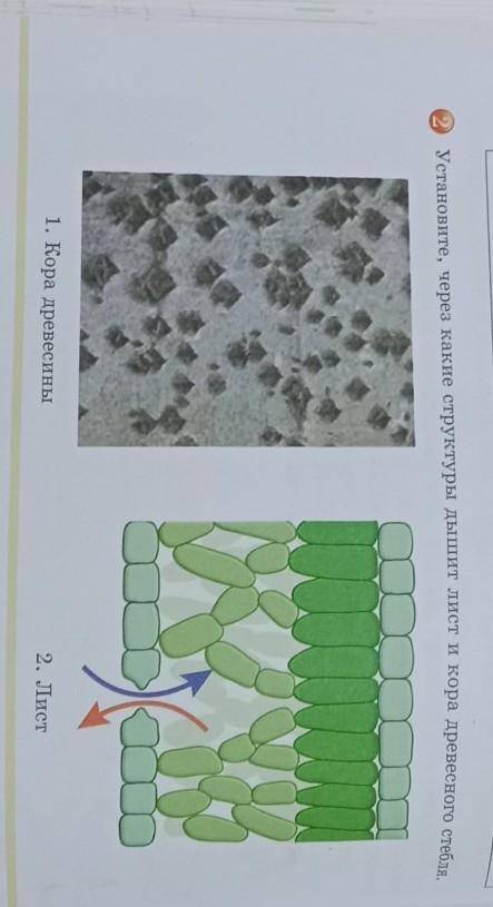 Установите через Какие структуры дышит лист икара древесного стебля СДЕЛАЙТЕ ДО 11:00