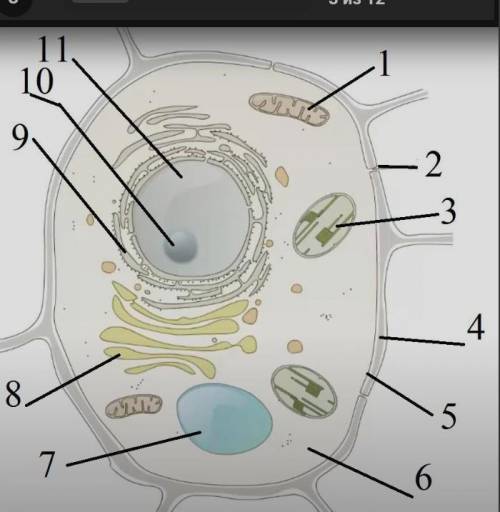 Биология 5 класс сделать Строение растительной клетки ​